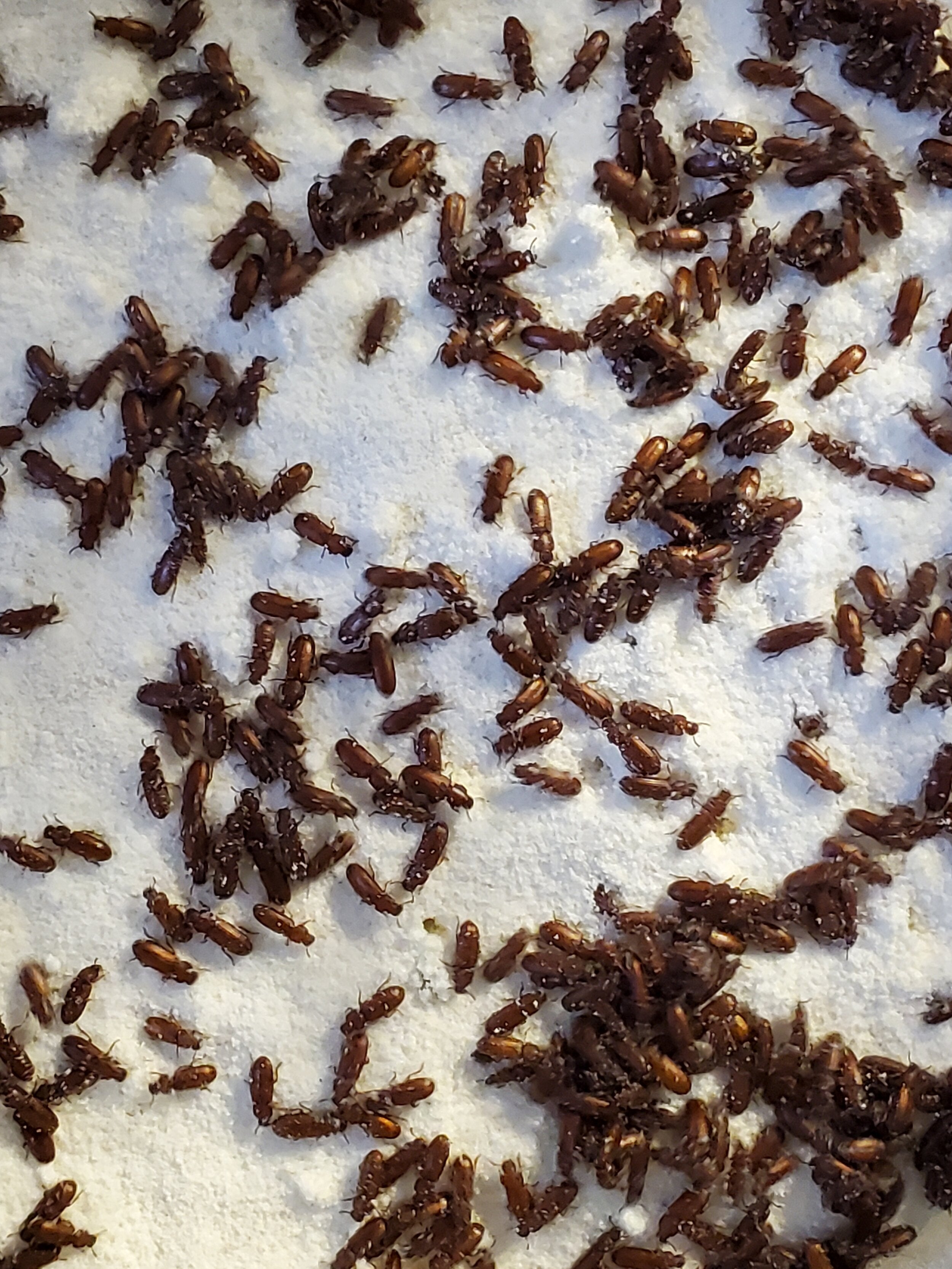 Wholesale Confused Flour Beetle/ Rice Beetle TastyCritters