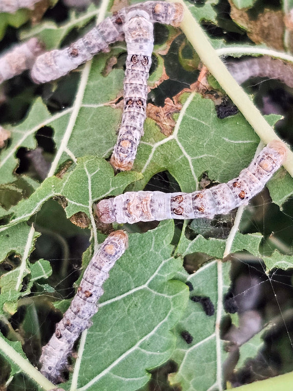 Silkworms for Reptiles: A Calcium-Rich, Digestible Staple Feeder