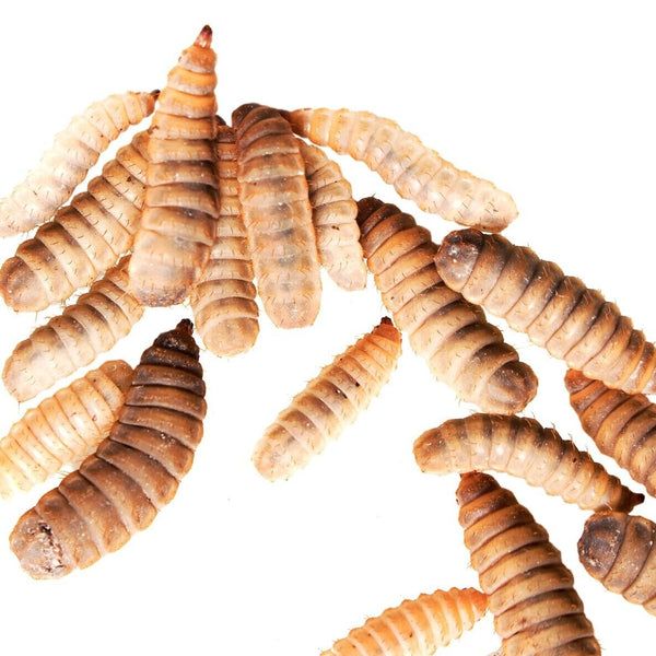 Black Soldier Fly Larvae – A Sustainable Superfood for Reptiles and Chickens