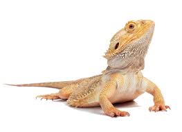 Best Feeder Insects for Bearded Dragons