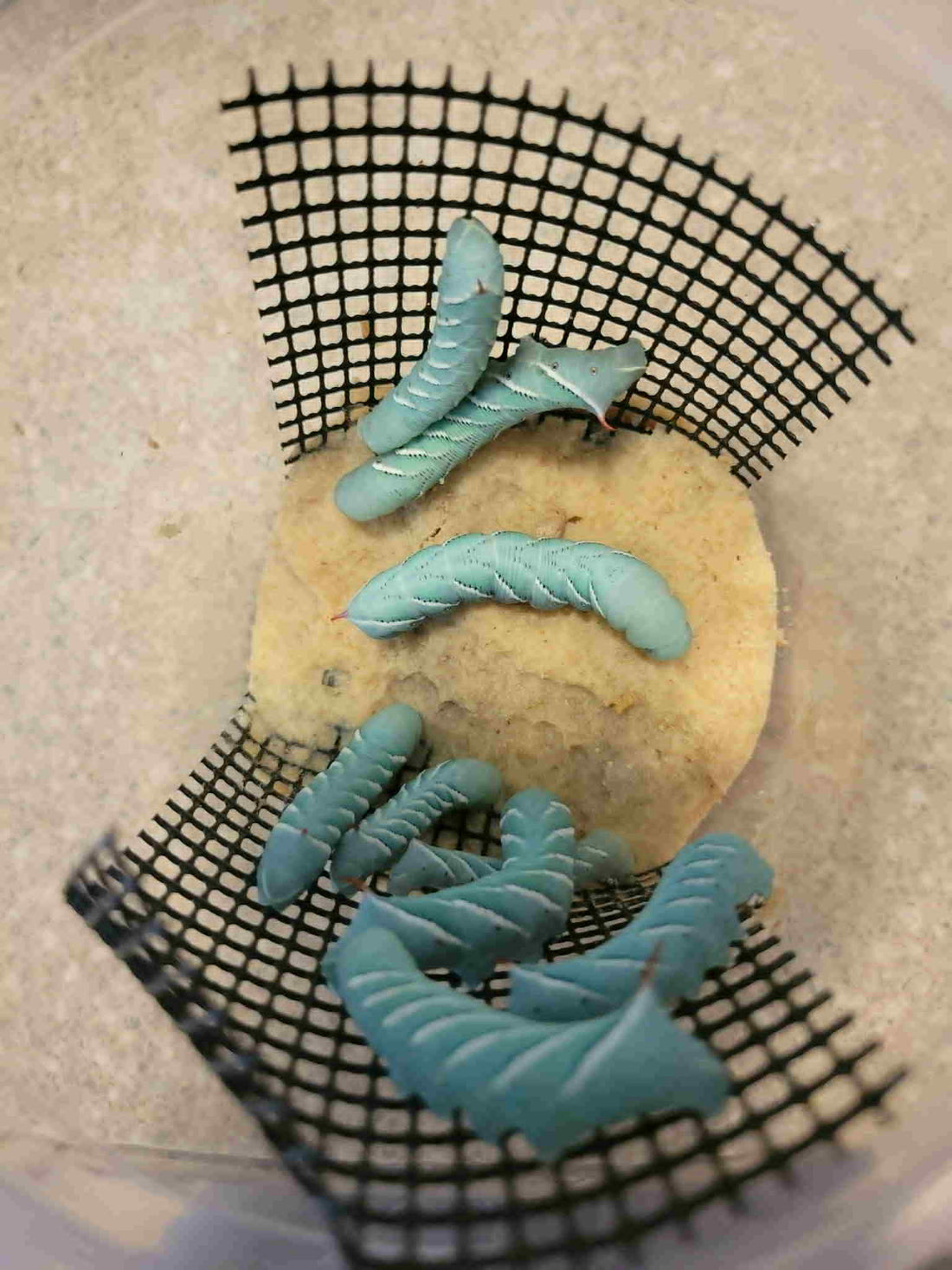 Horn Worms Packaged For Delivery To Hungry Bearded Dragons - Tasty Critters