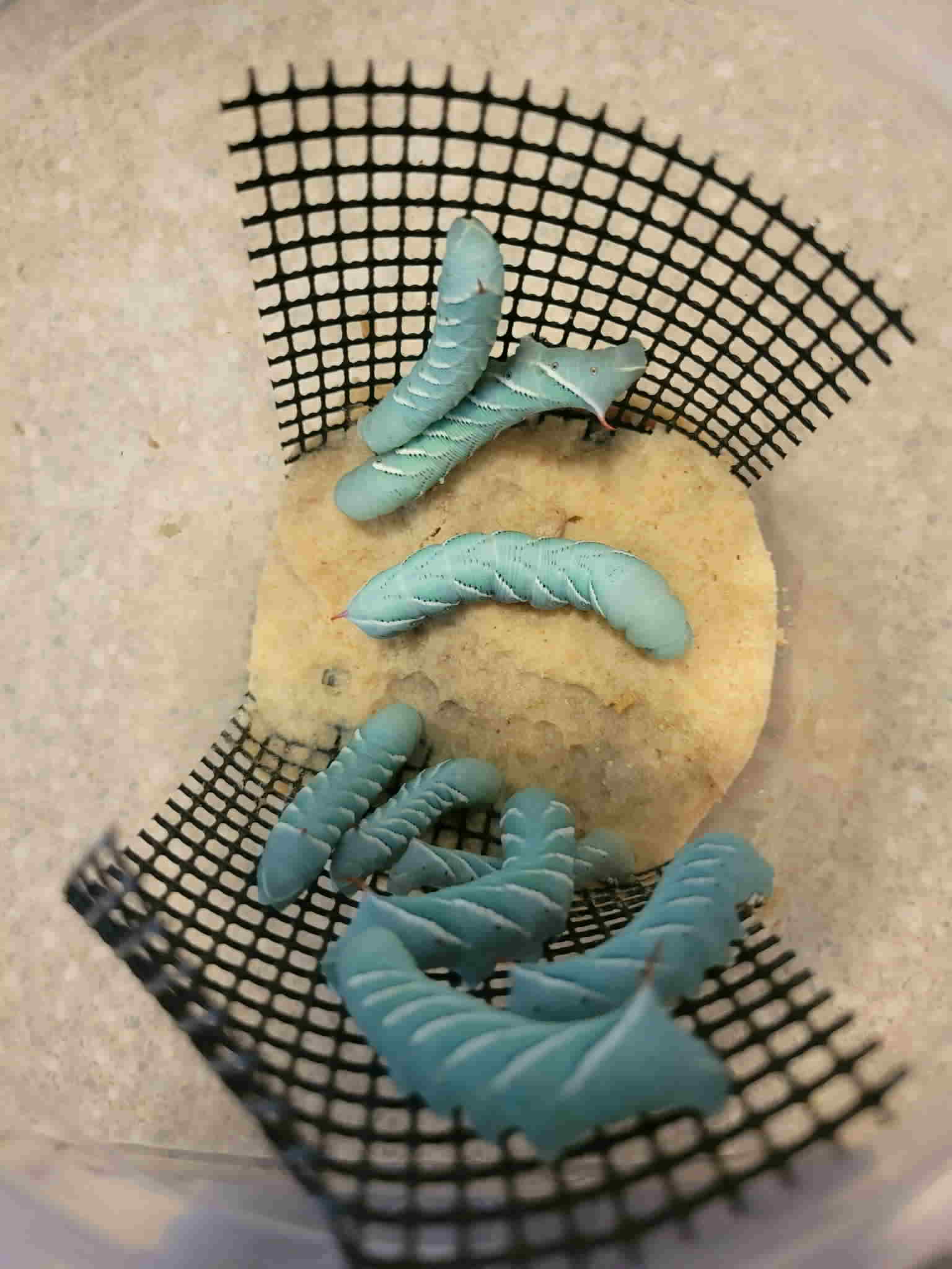 Horn Worms Packaged For Delivery To Hungry Bearded Dragons - Tasty Critters