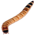 Superworm Care and Feeding Guide for Reptiles (Zophobas morio)