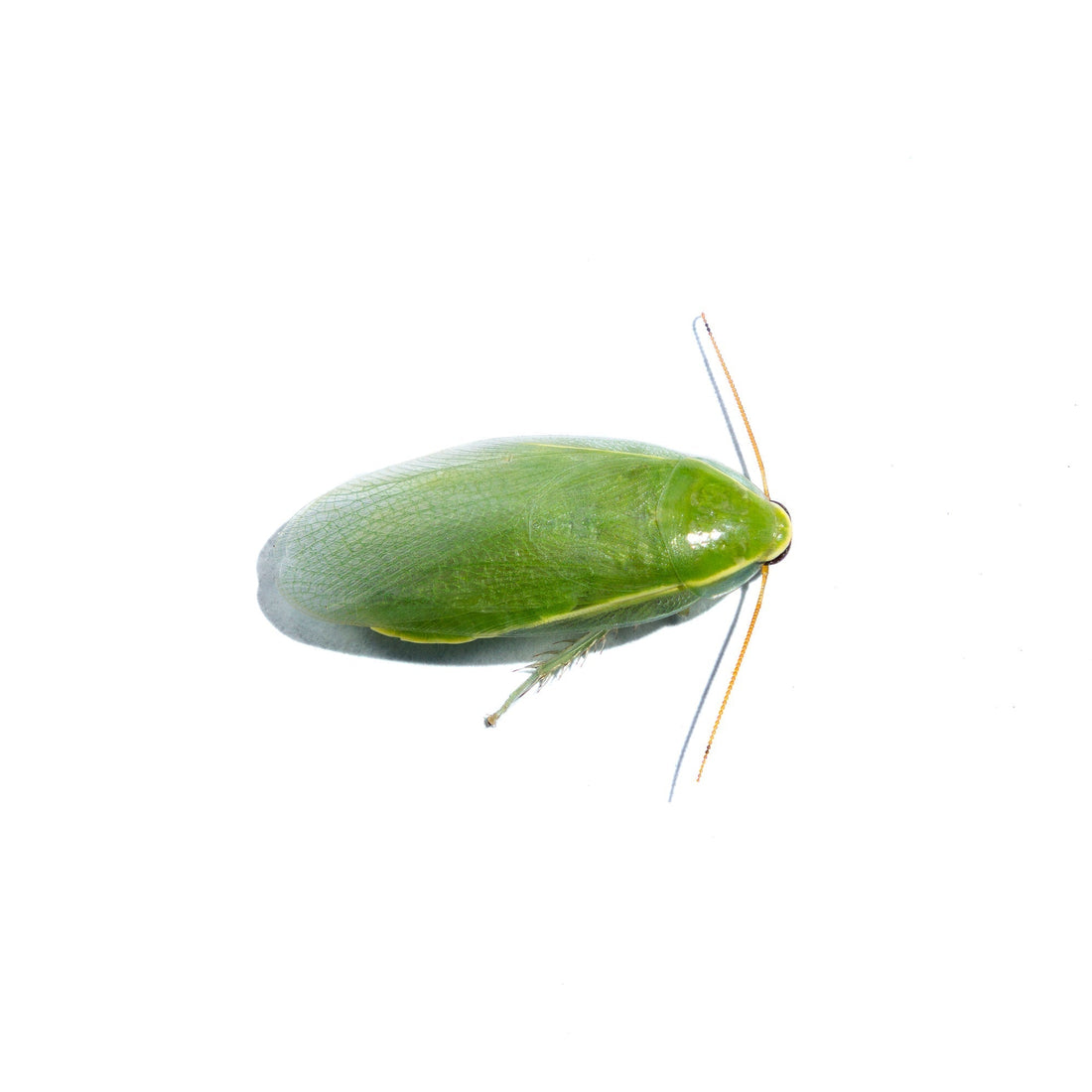 The Green Cockroach: Panchlora nivea
