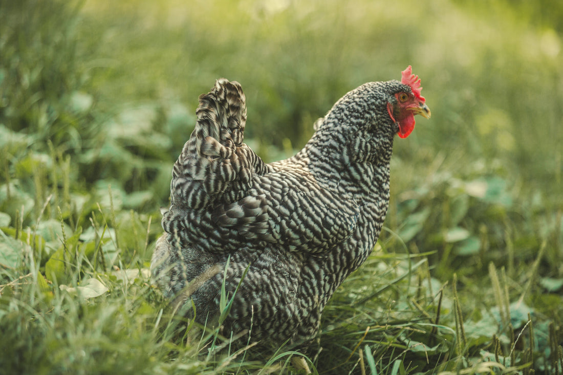 Why Mealworms Are the Ultimate Treat for Backyard Chickens