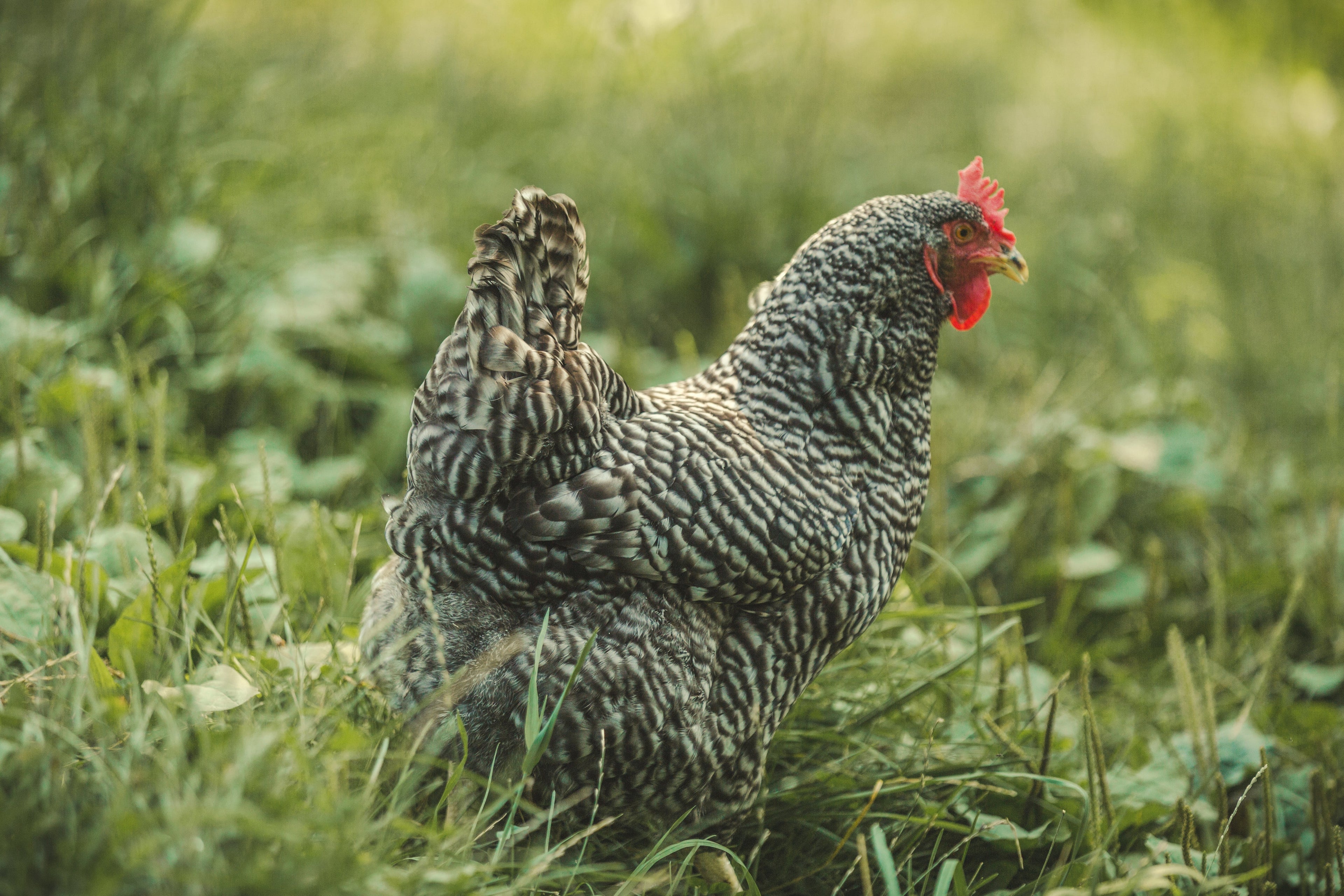 Why Mealworms Are the Ultimate Treat for Backyard Chickens