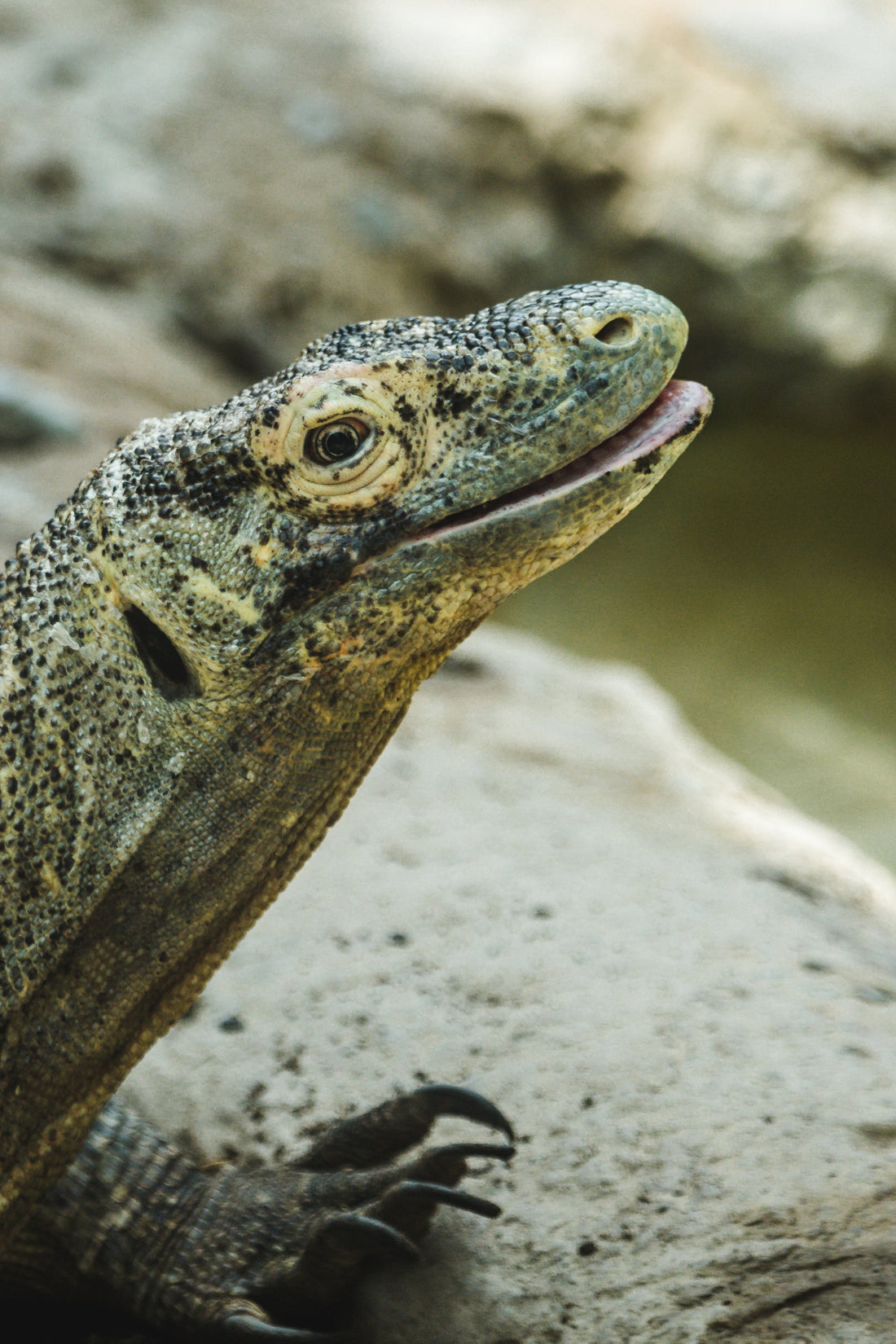 Are Quail Eggs Good for Reptiles? What You Need to Know