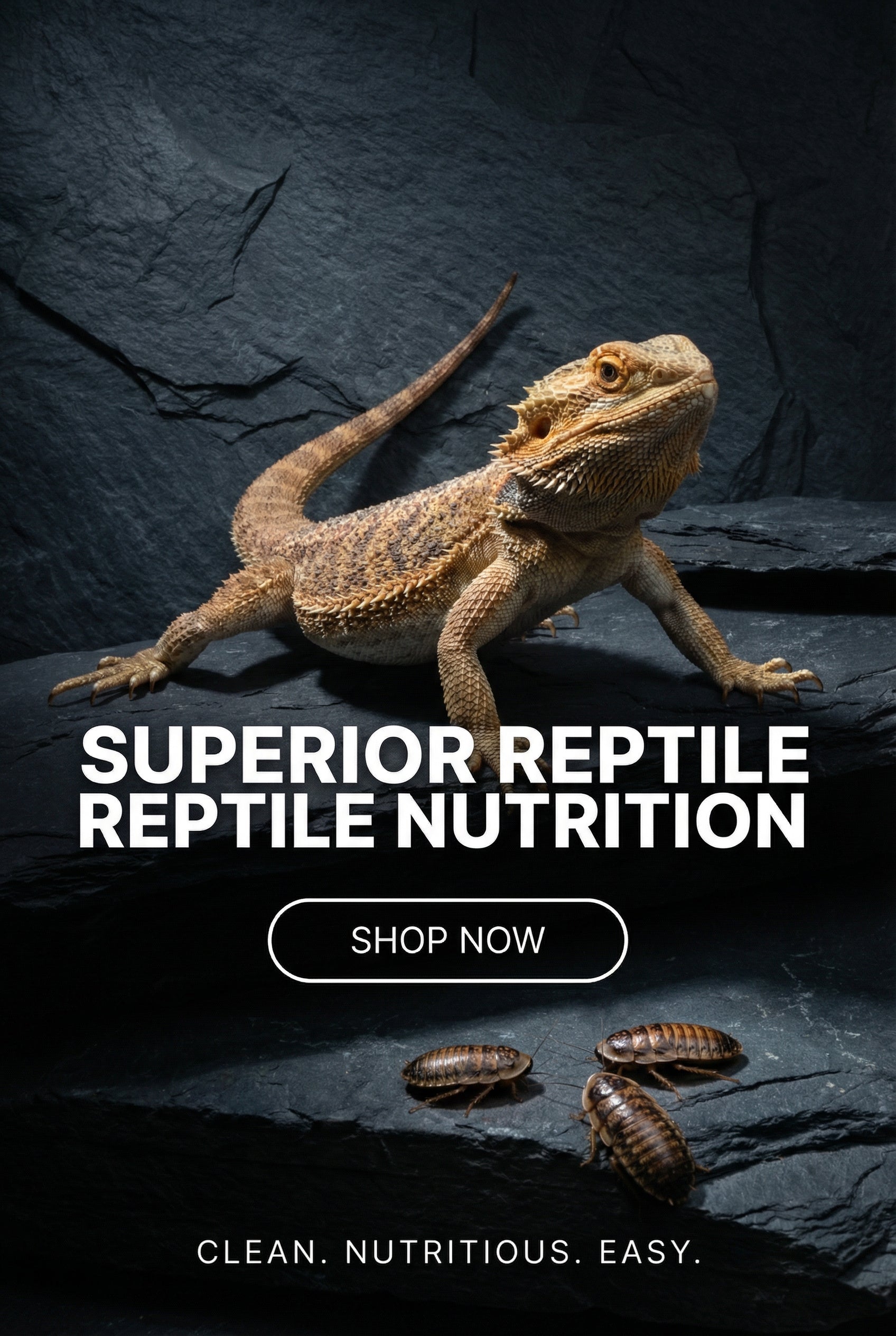 Bearded dragon Feeders