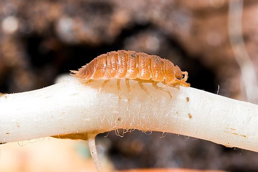 Isopods