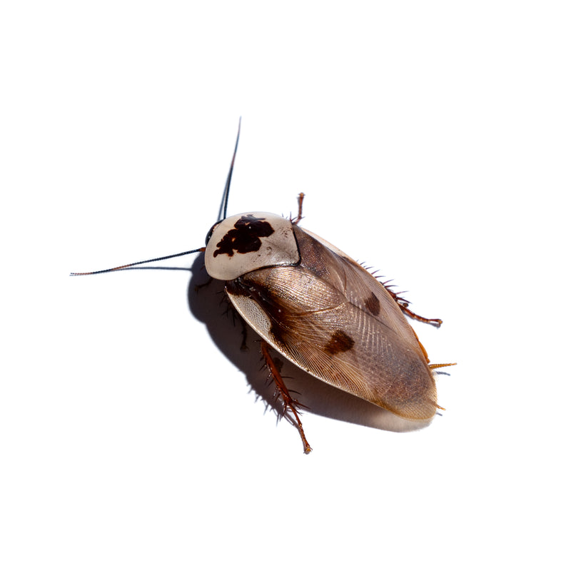Roaches