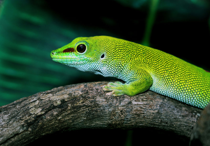 Reptile Supplies