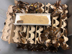 Discoid Roaches