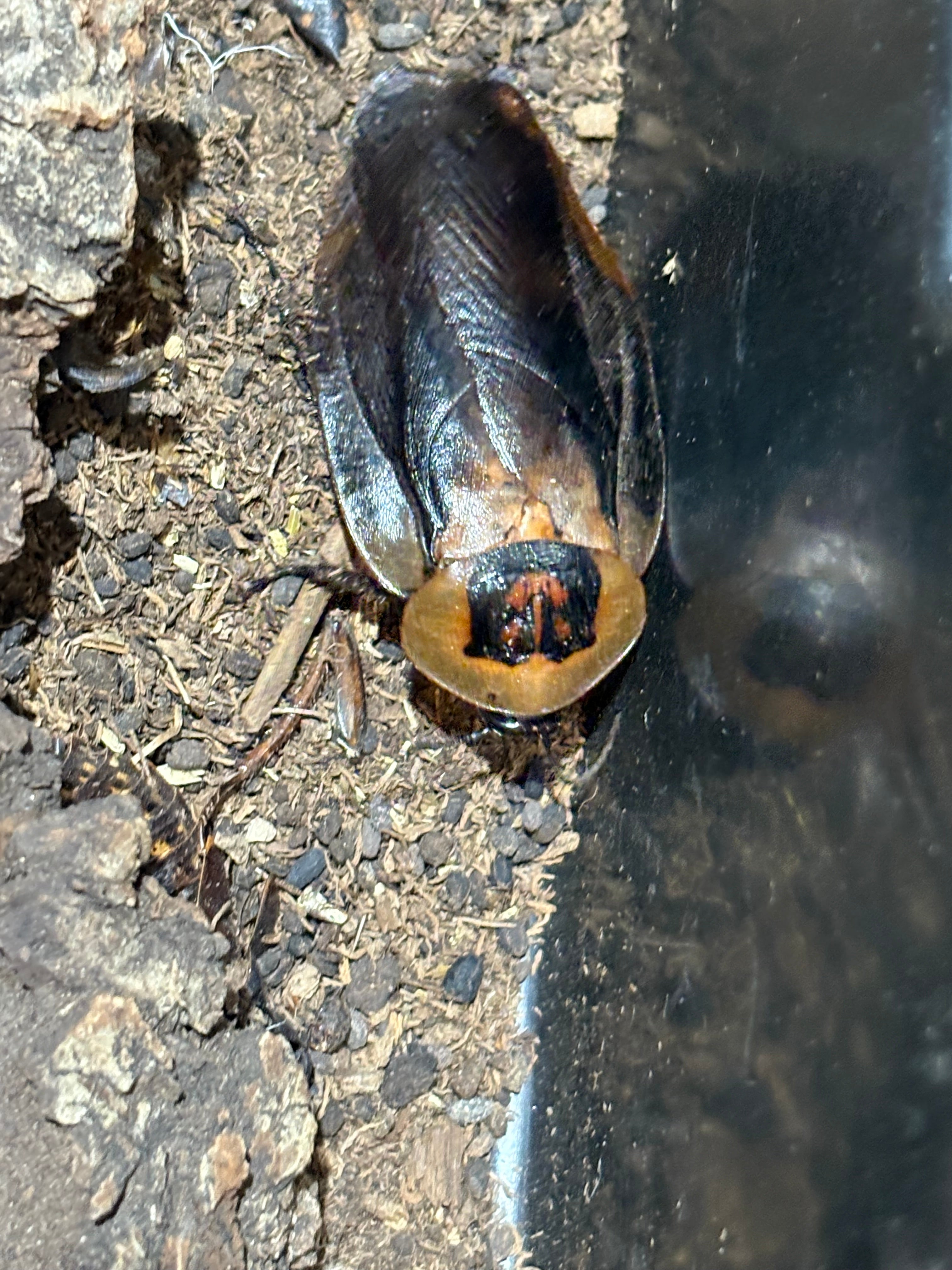 Death’s Head Roaches (UCR, Euro, Orins)