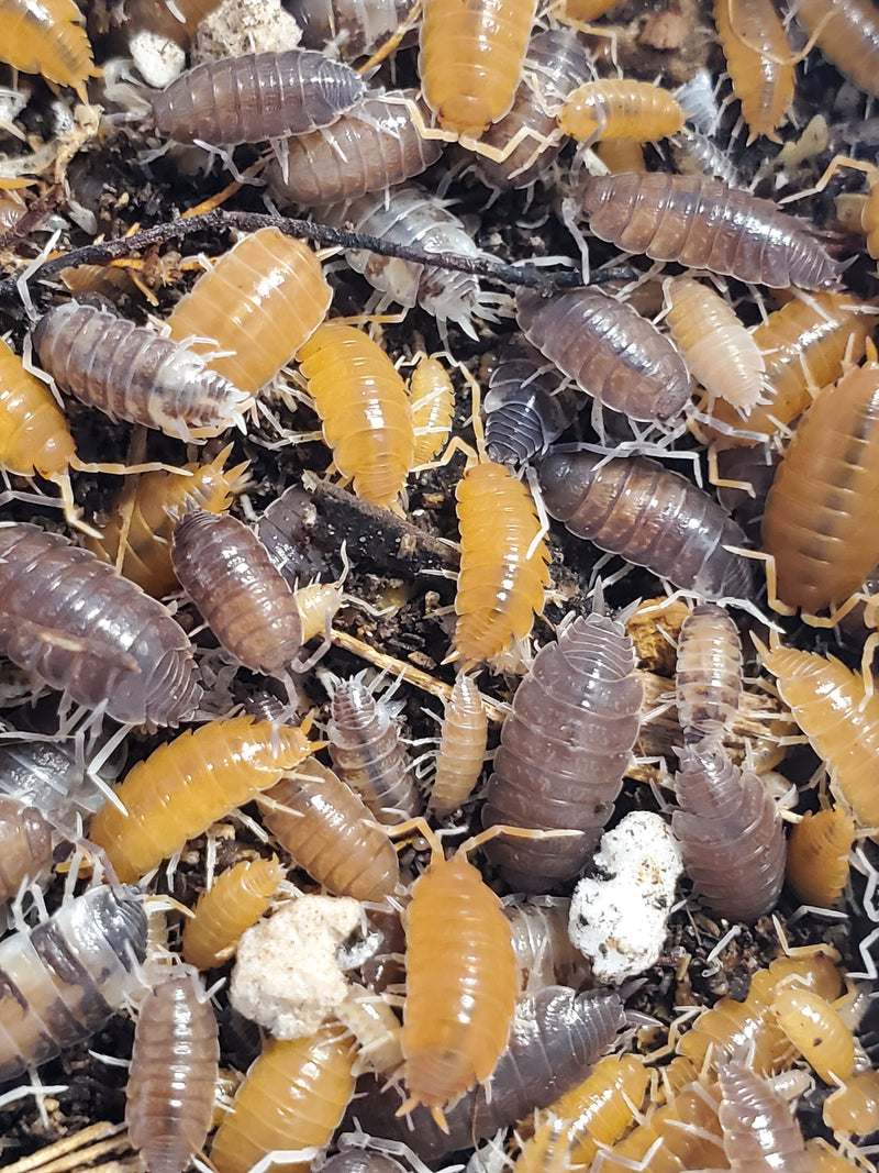 Powder Isopods - Porcellionides Pruinosus