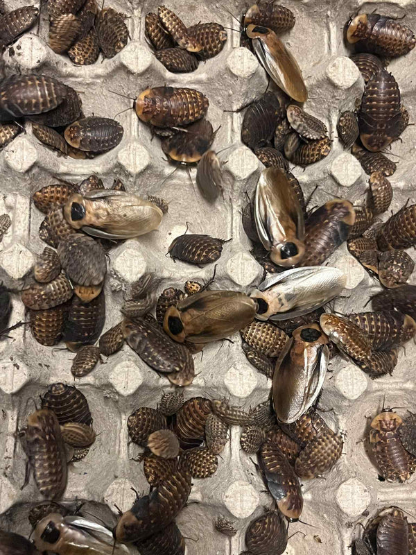 Discoid Roaches
