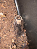 Death’s Head Roaches (UCR, Euro, Orins)