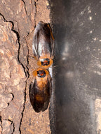 Death’s Head Roaches (UCR, Euro, Orins)