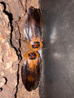 Death’s Head Roaches (UCR, Euro, Orins)