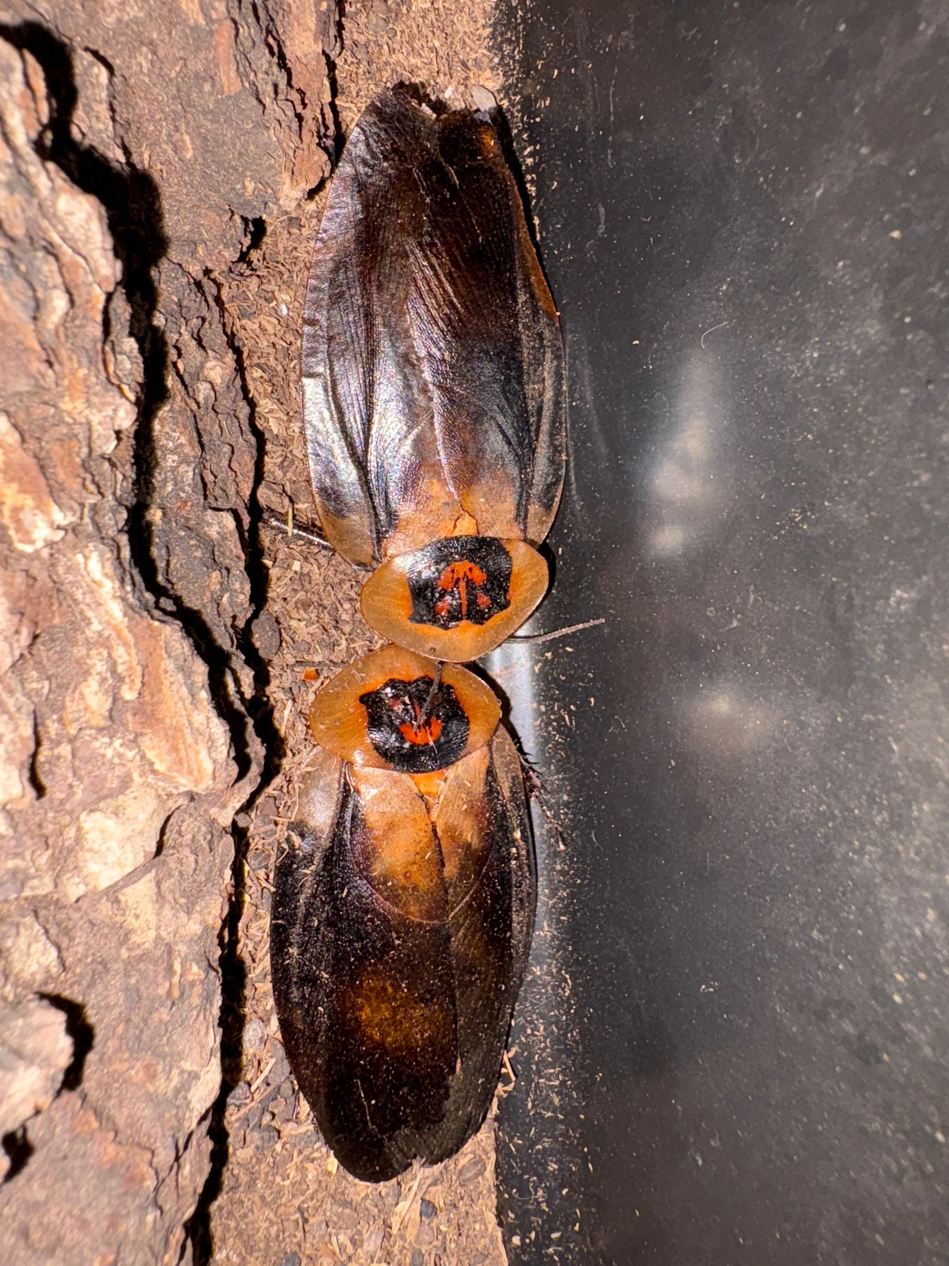 Death’s Head Roaches (UCR, Euro, Orins)