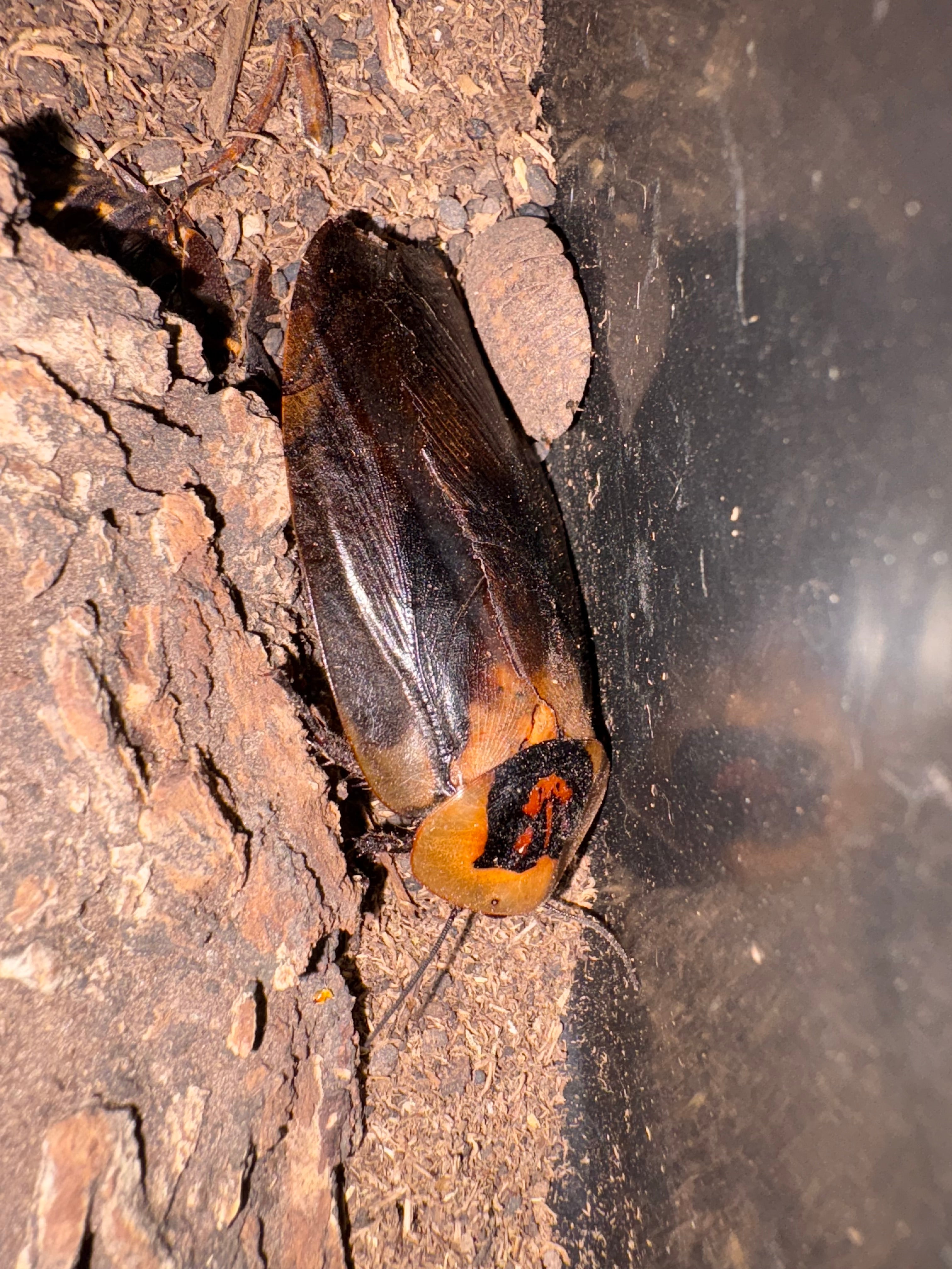 Death’s Head Roaches (UCR, Euro, Orins)