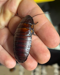 Madagascar Hissing Roaches