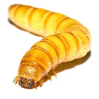 Mealworm Farm Starter Kit