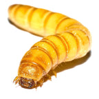 Mealworms