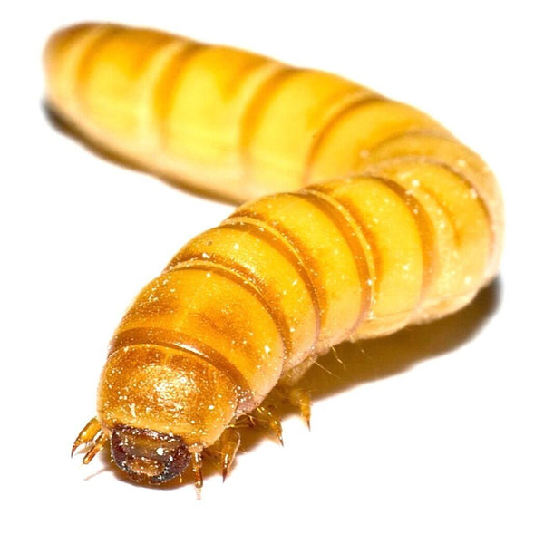 Wholesale Mealworms