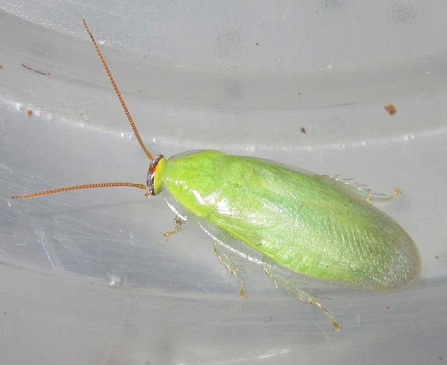 Green Banana Roaches