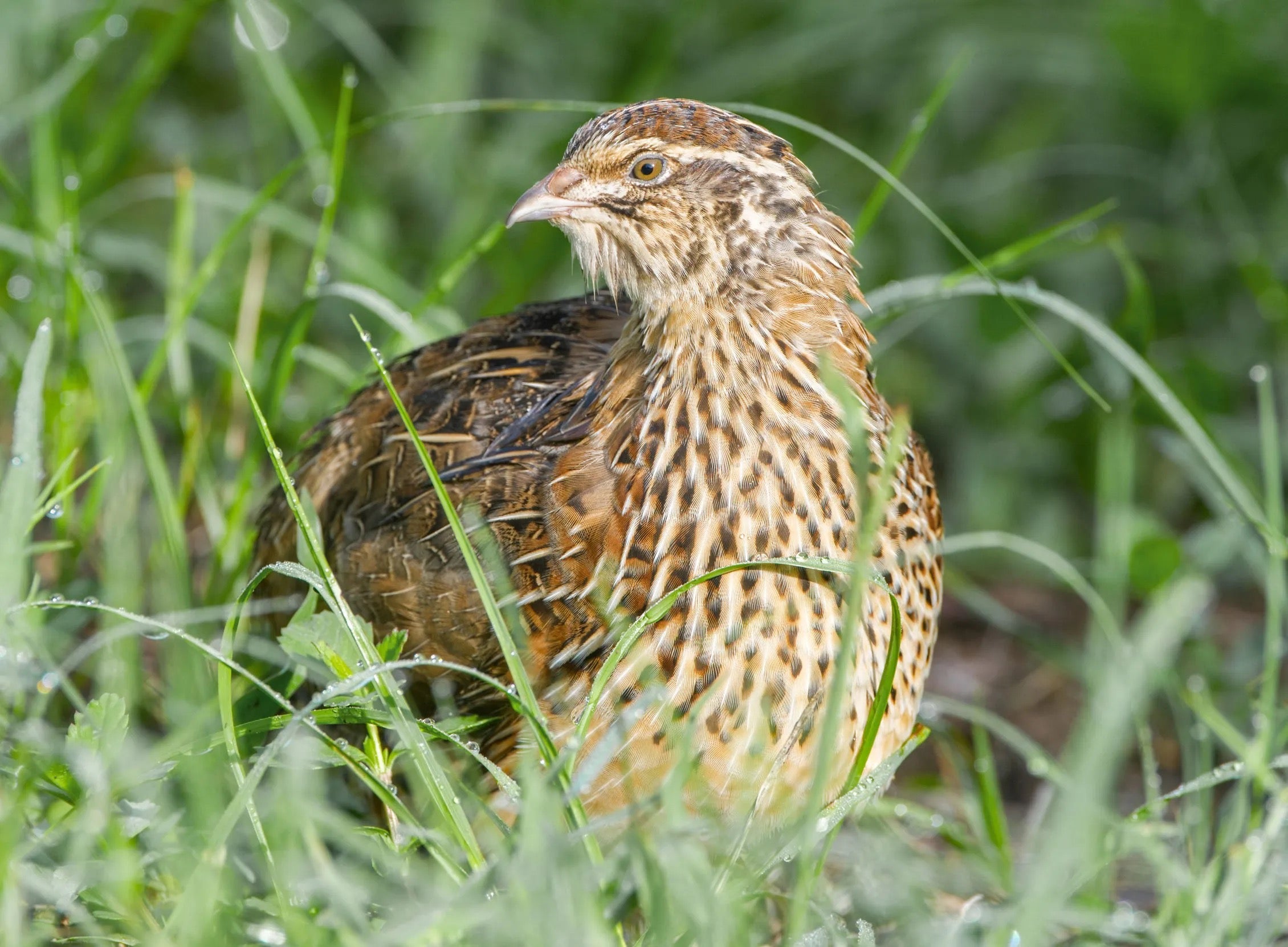Quail Eggs (Feeder-Grade bobwhite and Coturnix)