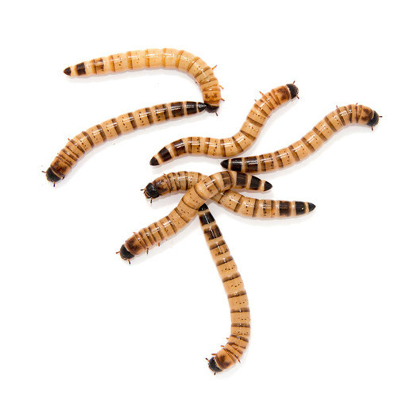 Wholesale Superworms