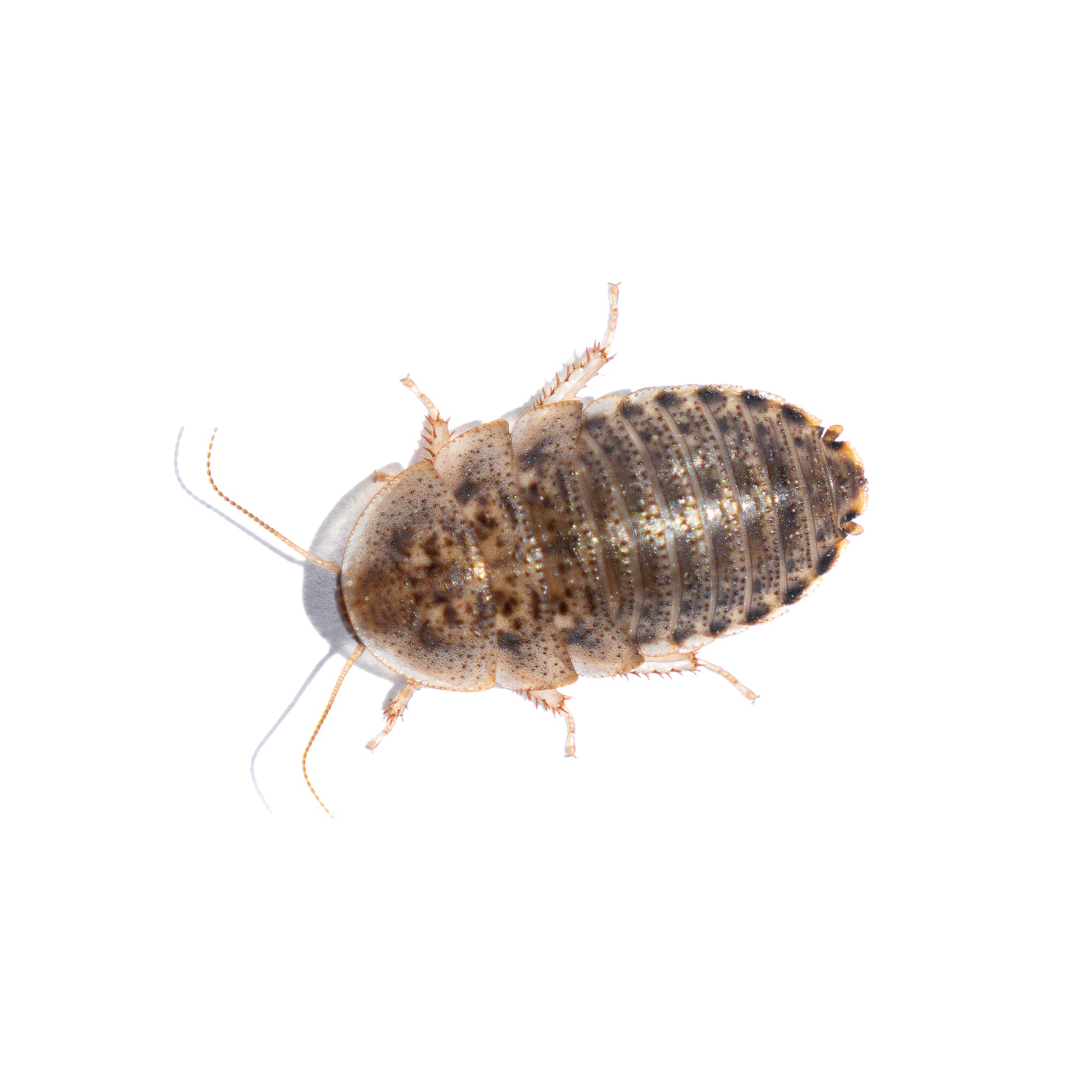 Dubia Roaches