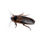 Wholesale Dubia Roach Adult Males -