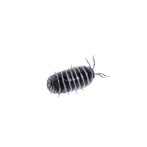 Zebra - (Armadillidium maculatum)