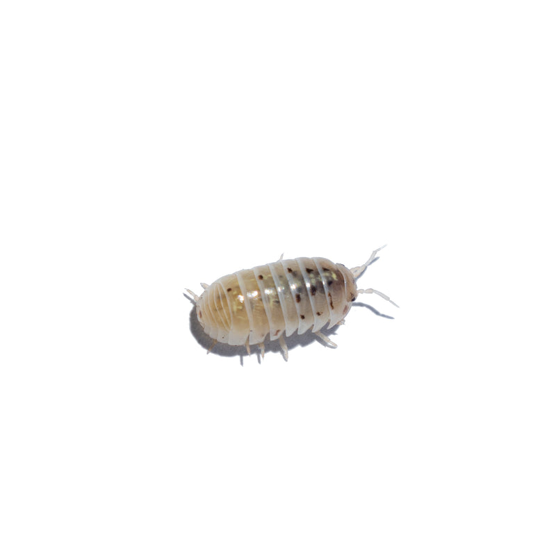 Isopods Specials