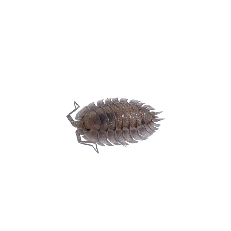 Isopods Specials