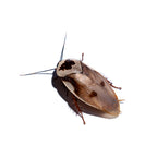 Centurion Roach