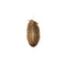 Wholesale Dubia Roaches