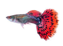 Fancy Red tailed guppies