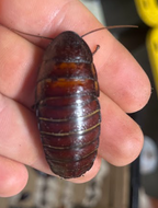 Madagascar Hissing Roaches