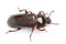 Mealworm Beetles