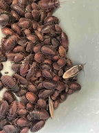 Pantanal Roaches