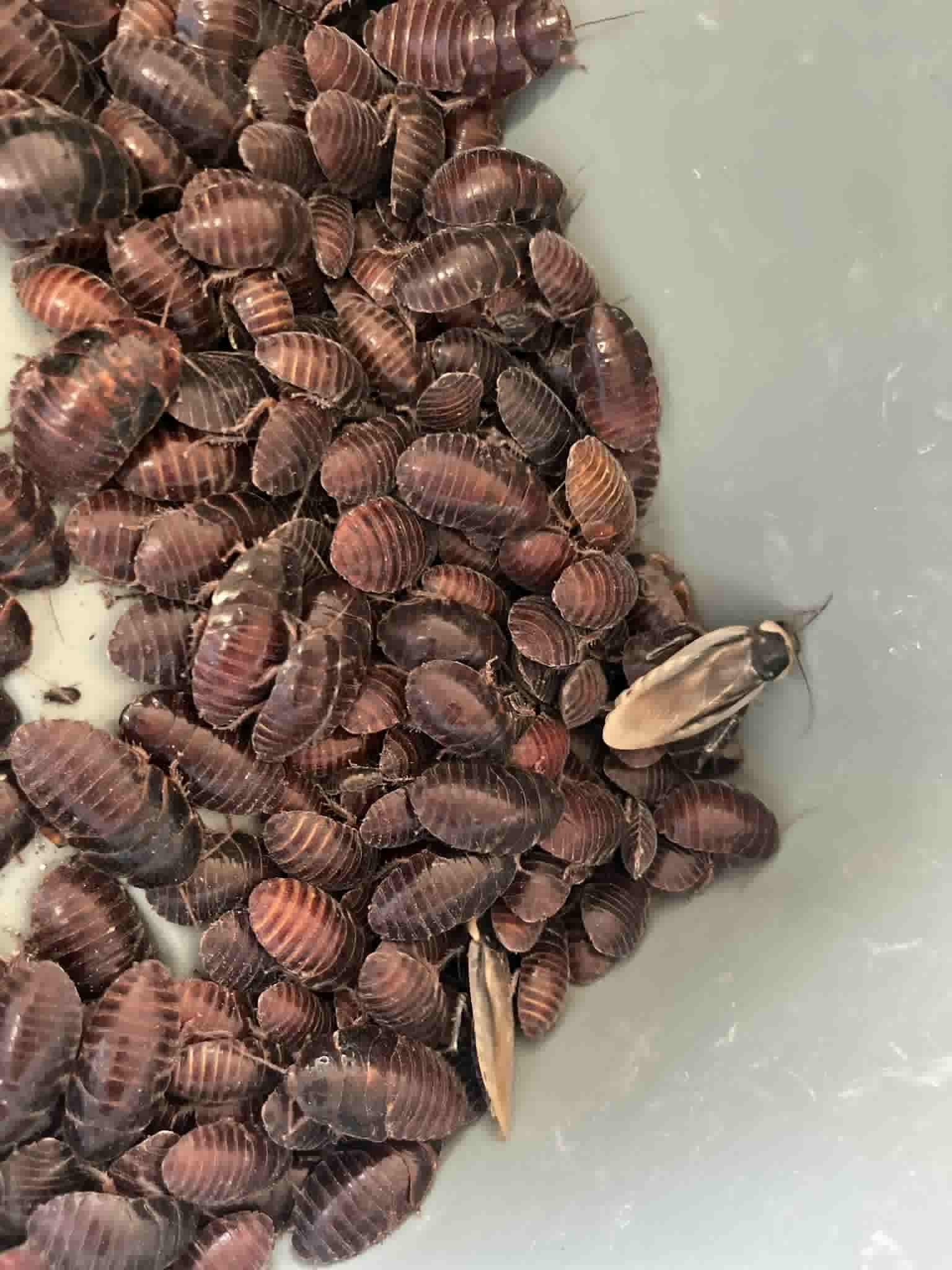 Pantanal Roaches