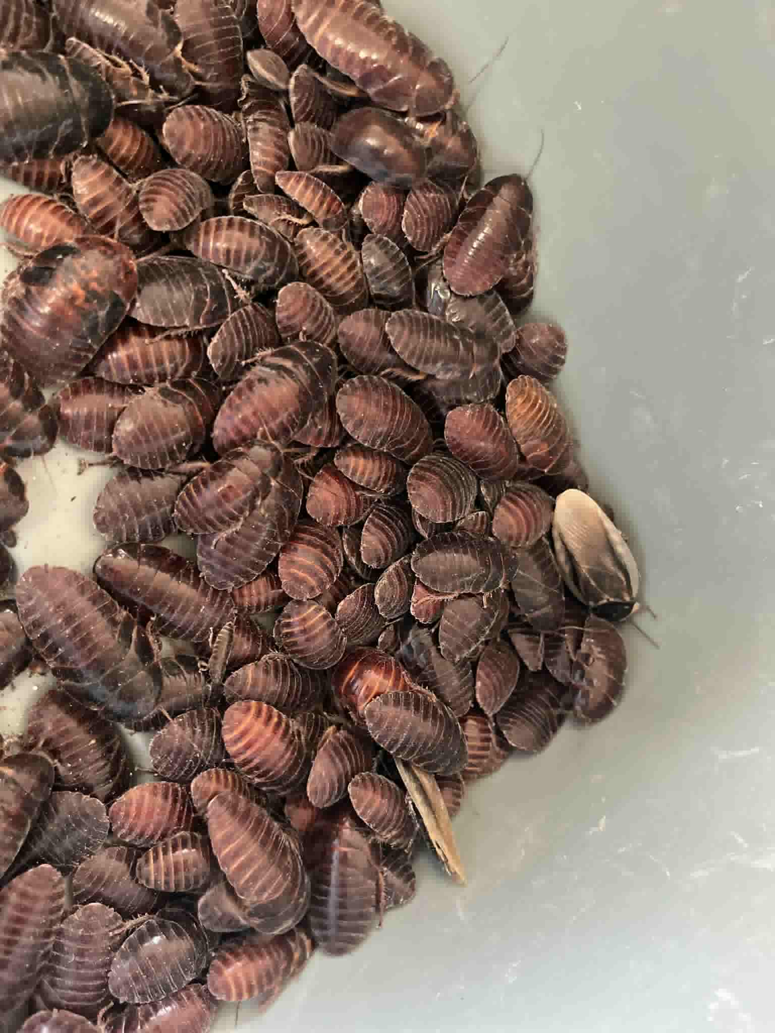 Pantanal Roaches
