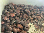 Pantanal Roaches