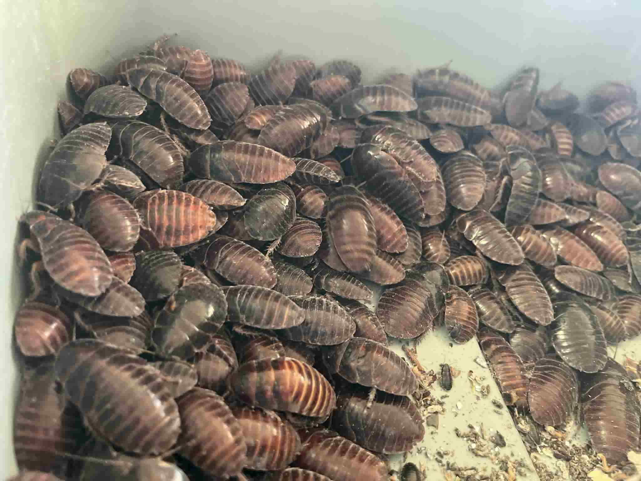 Pantanal Roaches