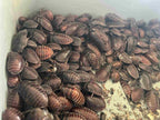 Pantanal Roaches
