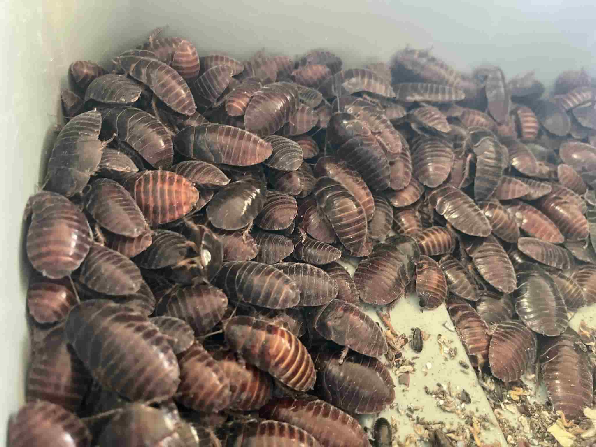 Pantanal Roaches