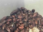 Pantanal Roaches