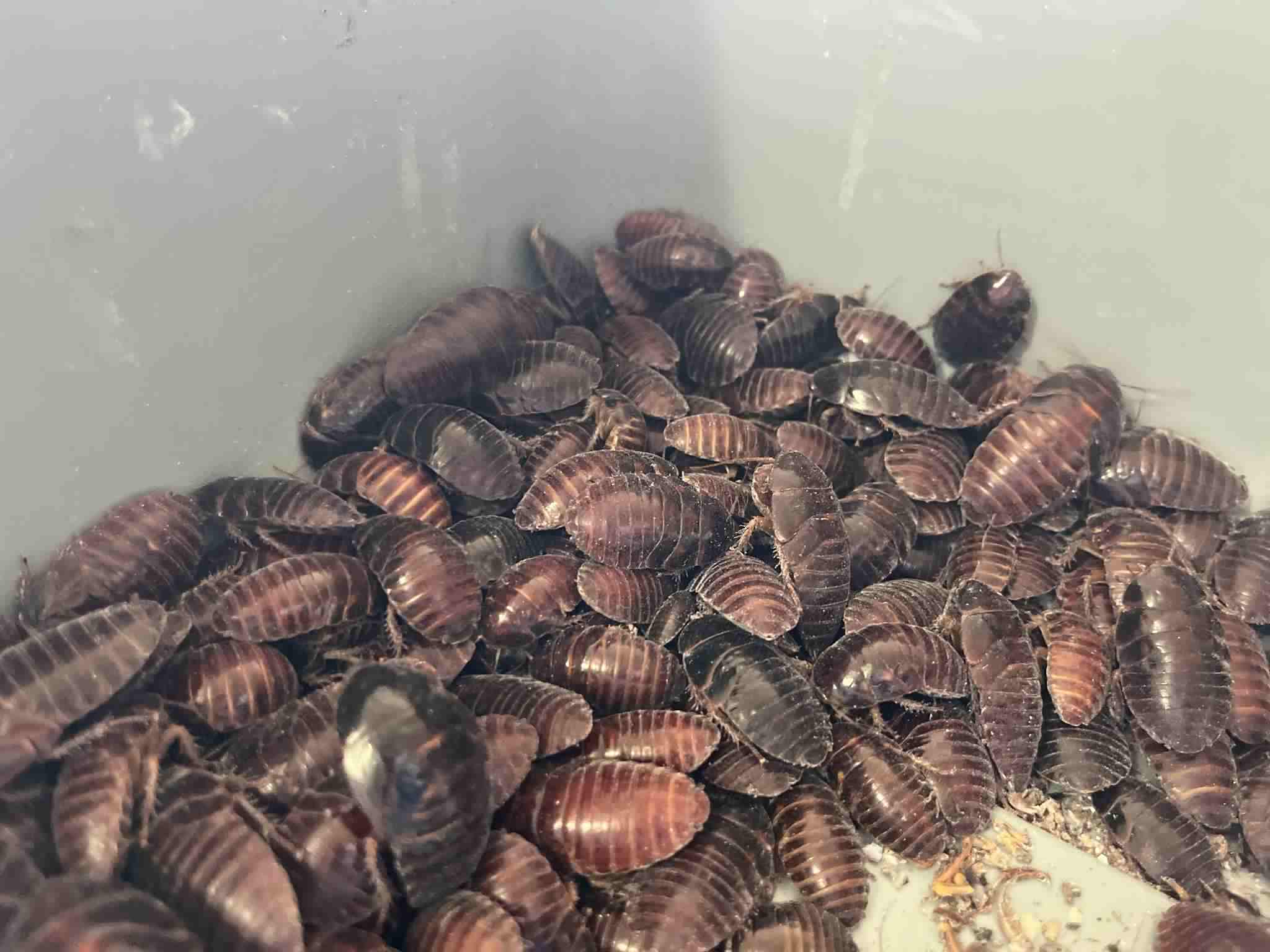 Pantanal Roaches